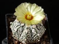 Thumbnail of 1845_Astrophytum super-kaputo_20150929_03(1).JPG